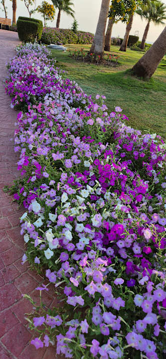 Gartenanlage Three Corners Equinox Beach Resort