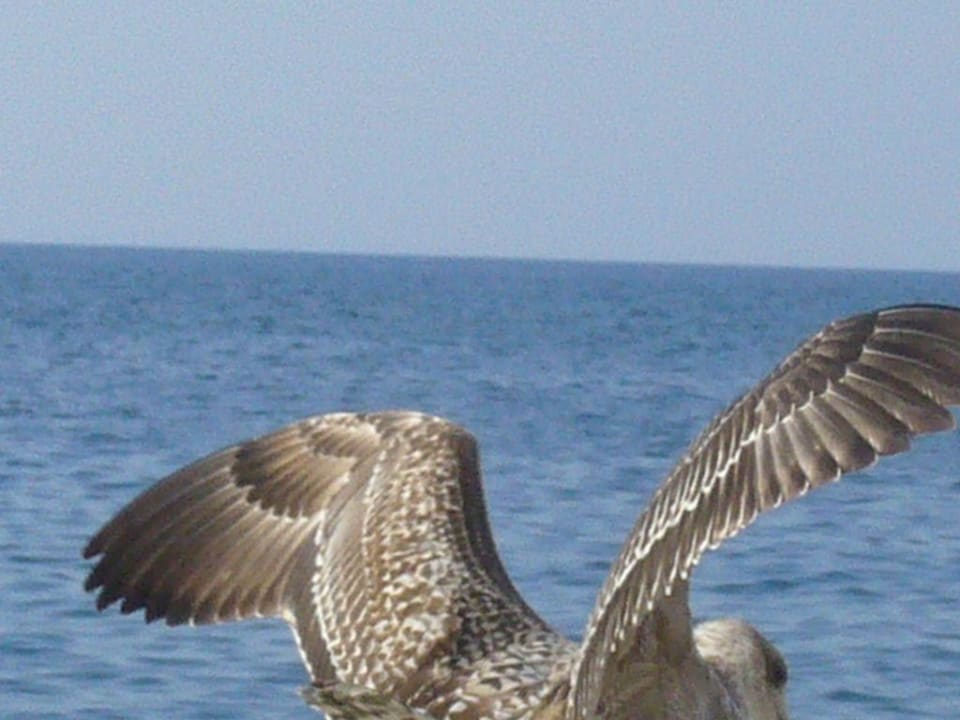 Möve blick aufs Meer Hotel Umag Plava Laguna