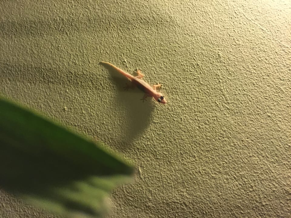 Sonstiges Dreams La Romana Resort & Spa