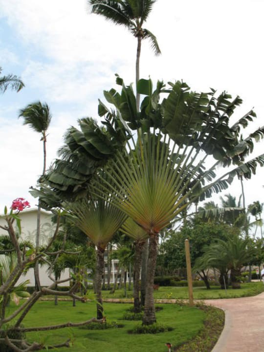 Garten Vik Hotel Arena Blanca & Cayena Beach