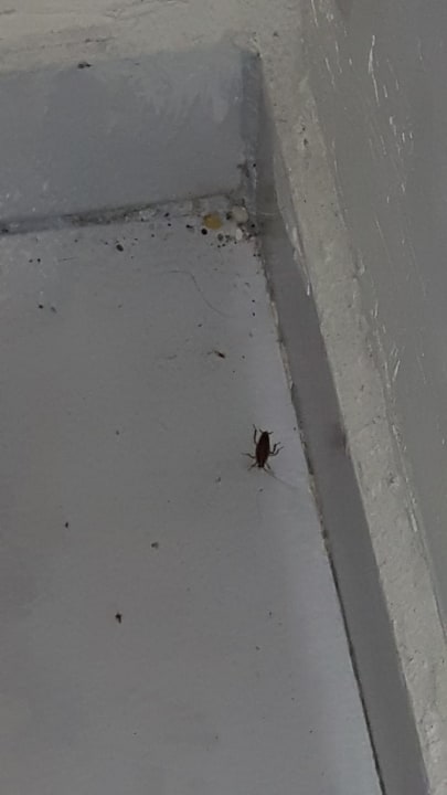 Zimmer Hotel Aslan City Kleopatra