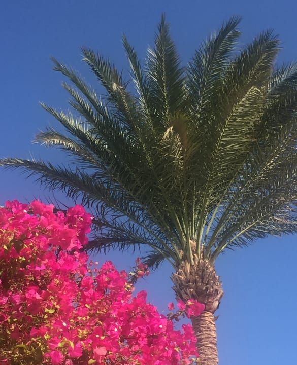 Gartenanlage Jaz Makadi Oasis Resort