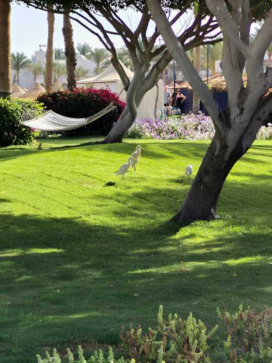 Gartenanlage Desert Rose