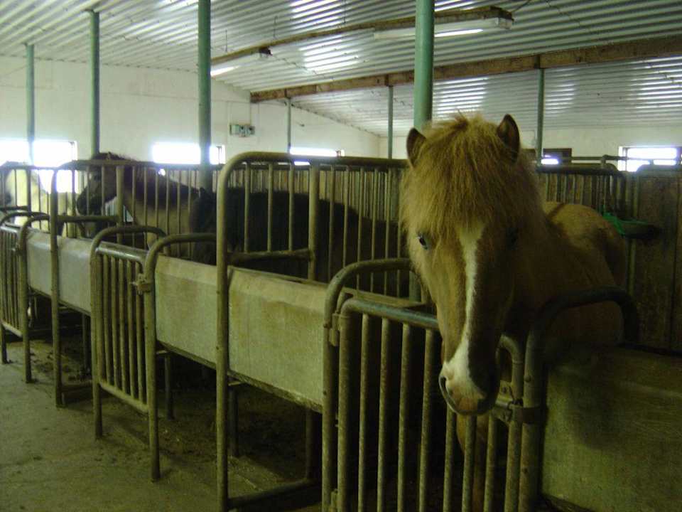 Besuch im Stall Hotel Gauksmyri