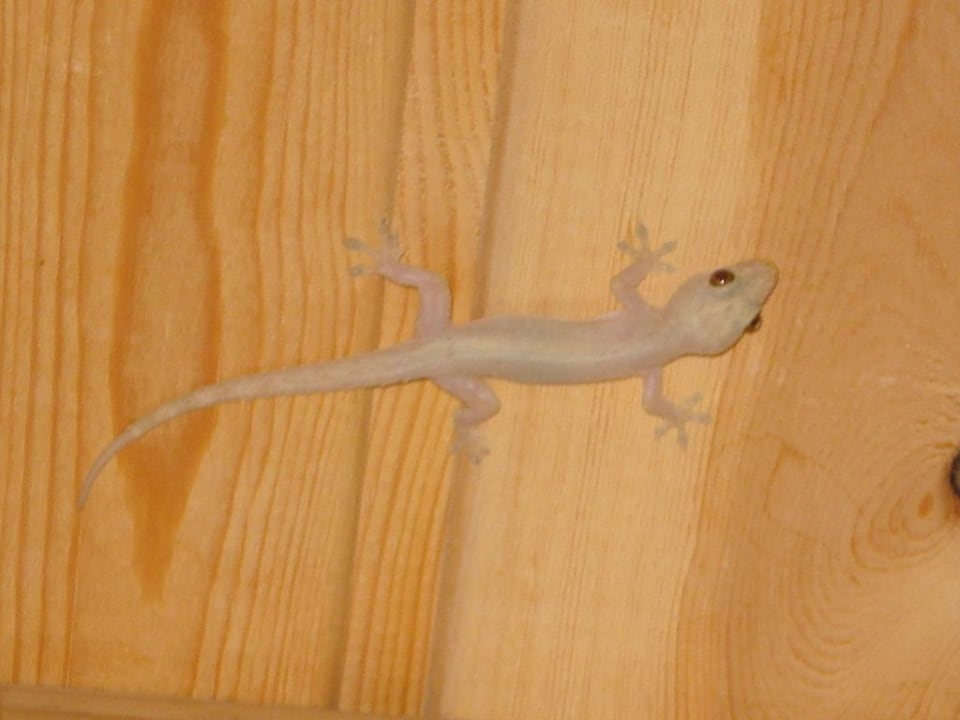 Hausgekko Kuredu Island Resort & Spa