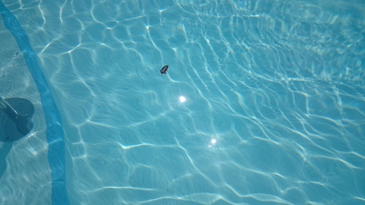 Mitschwimmer im Pool... Sotavento Beach Club