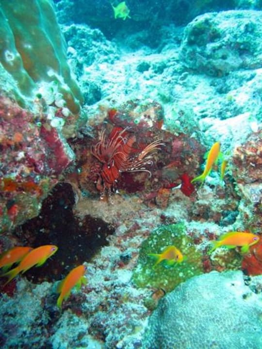 Unterwasser - Bootstauchgang NH Collection Maldives Reethi Resort
