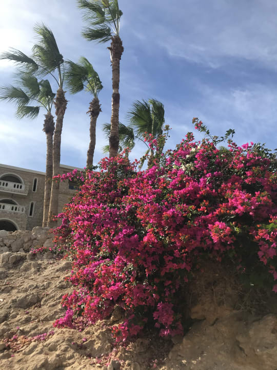 Gartenanlage Pickalbatros Citadel Resort