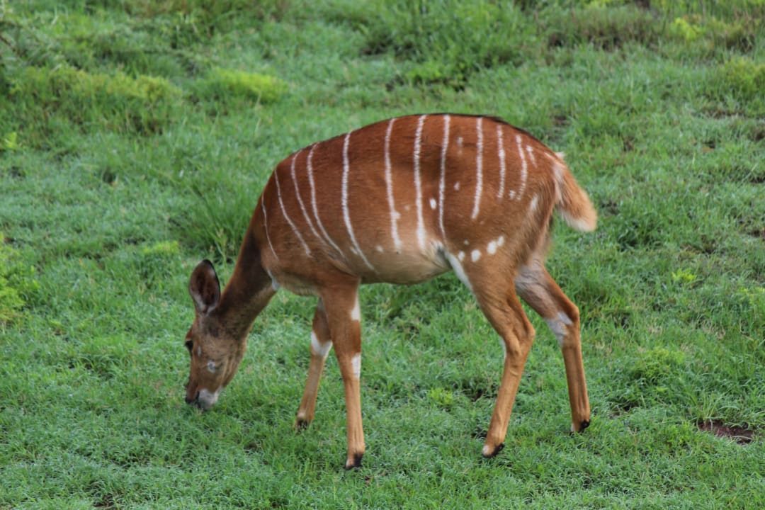 Sport & Freizeit Safari Lodge- Amakhala Game Reserve