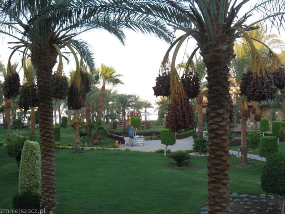 Widok z pokoju wow Hotel Hilton Resort Garden