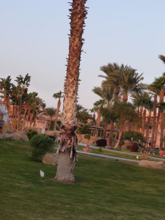 Sieht alles sehr geflegt aus  Beach Albatros Resort