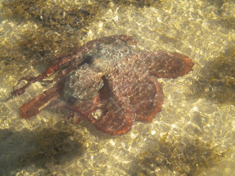 Wasser TUI MAGIC LIFE Redsina Sharm El Sheikh