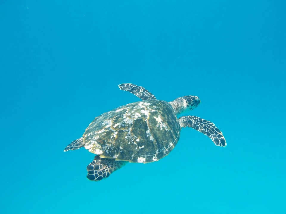 Treffen mit Schildkröten Summer Island Maldives