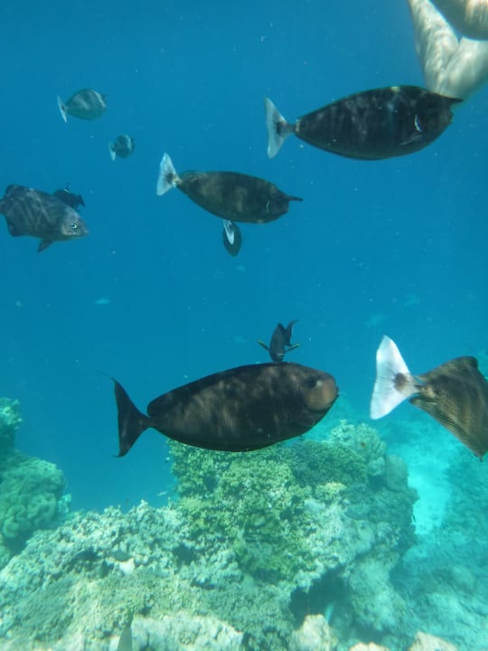 Strand Biyadhoo Island Resort