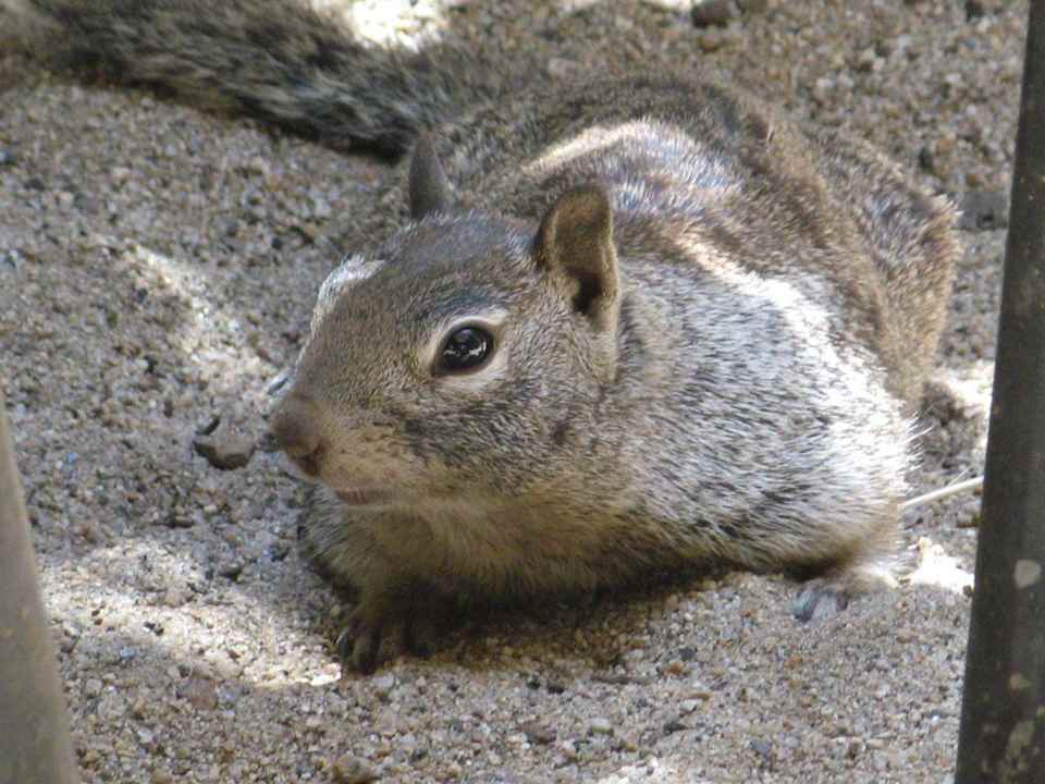 Yosemite Lodge: Squirrels gibt's hier überall Yosemite Valley Lodge