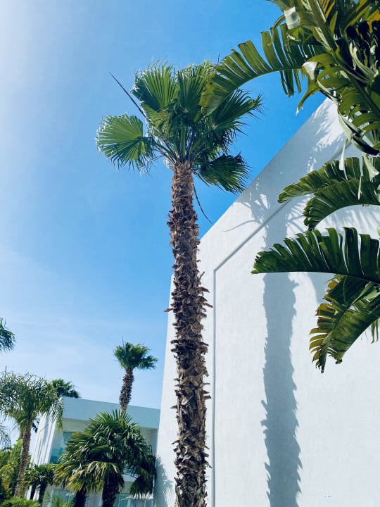 Gartenanlage White Dreams Resort & Anex