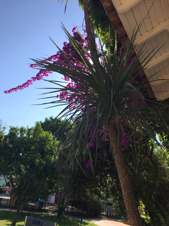 Gartenanlage Belconti Resort Hotel