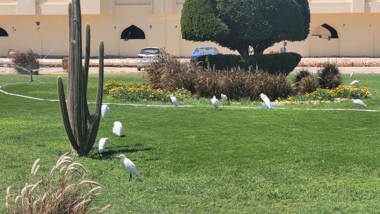 Gartenanlage Shams Safaga Resort