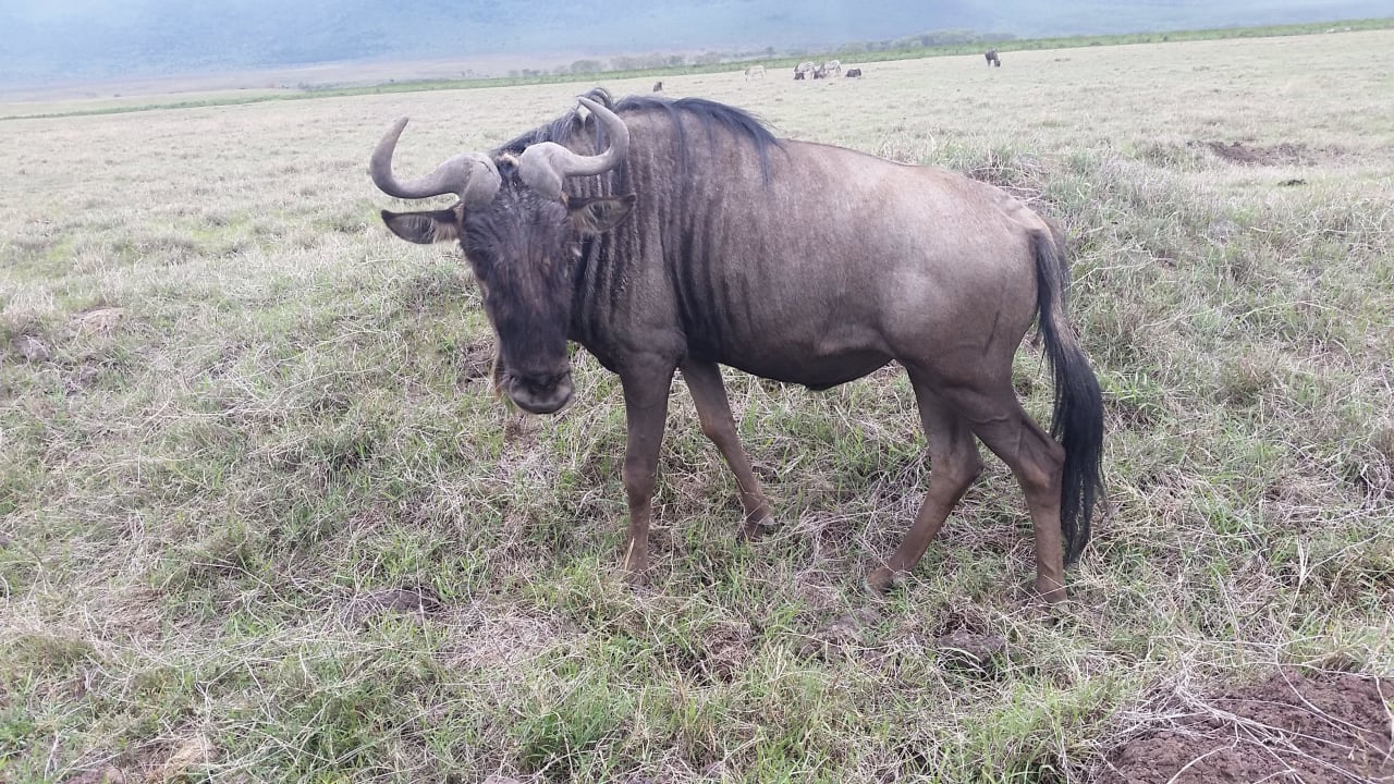 Voi Wildlife Voi Wildlife Lodge