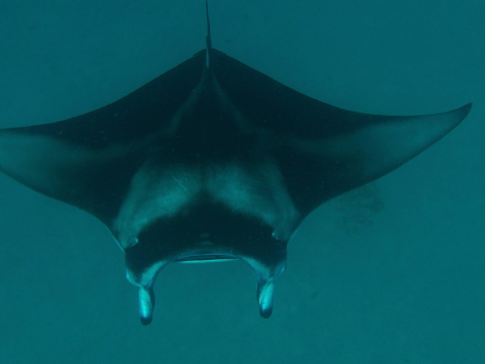 Manta Kuredu Island Resort & Spa