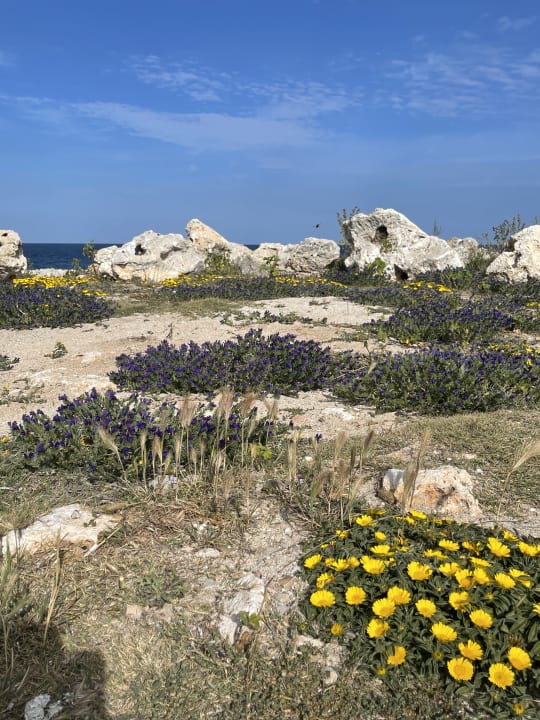 Sonstiges Hipotels Mediterraneo Club