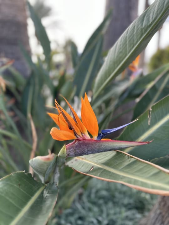 Gartenanlage ROBINSON ESQUINZO PLAYA