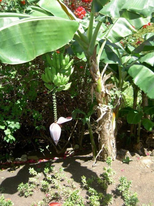 Bananenstaude in der Gartenanlage Dreams La Romana Resort & Spa