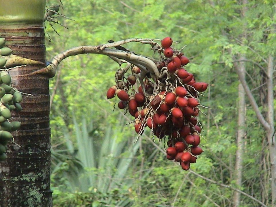 Im Garten des Coyamar Hotel Coyamar