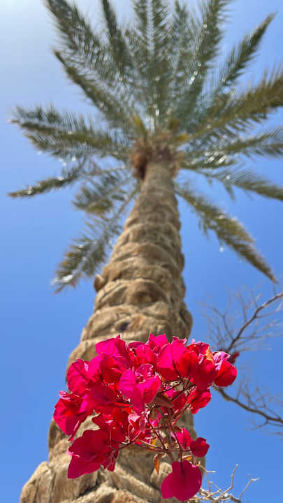 Gartenanlage Arabia Azur Resort