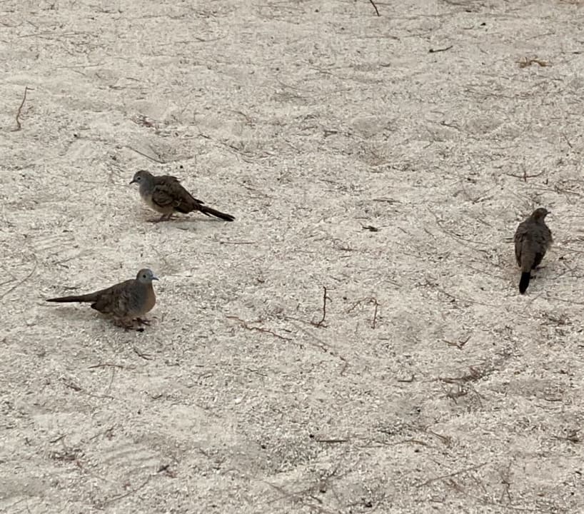 Strand Preskil Island Resort