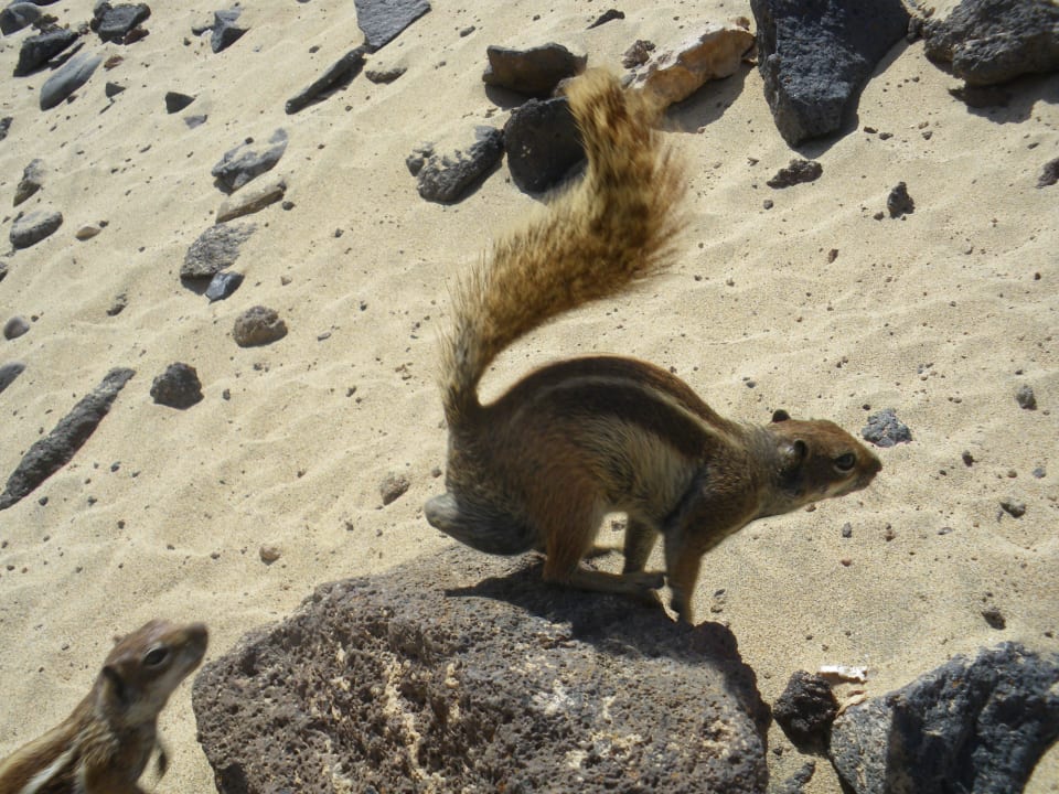 Streifenhörnchen TUI MAGIC LIFE Fuerteventura