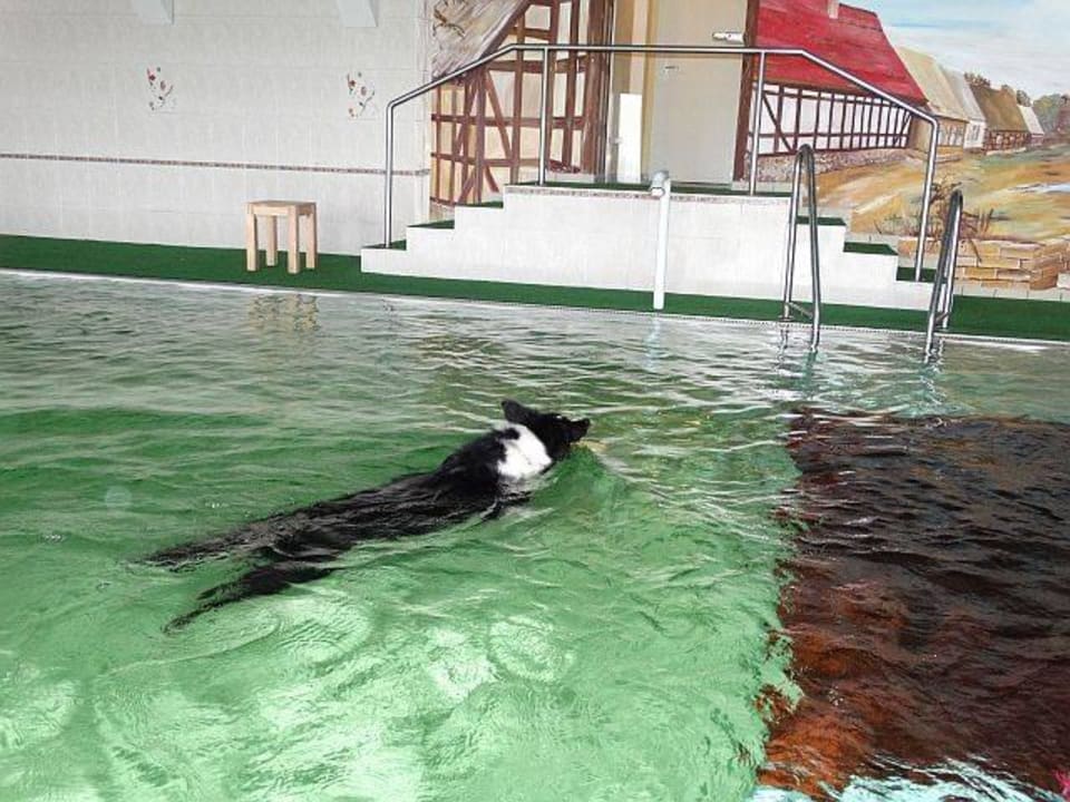 Hundepool Amy's Wohlfühlvilla