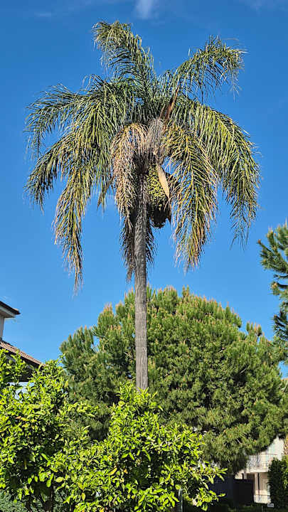 Gartenanlage Sunis Elita Beach Resort & Spa