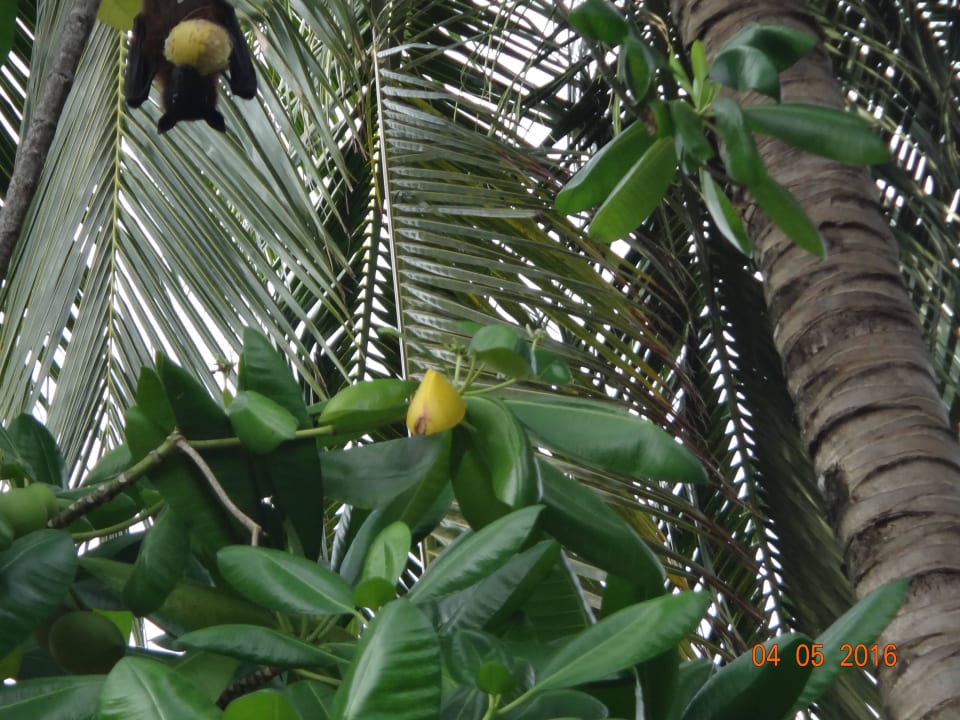 Flughund mit Frucht Kuramathi Maldives