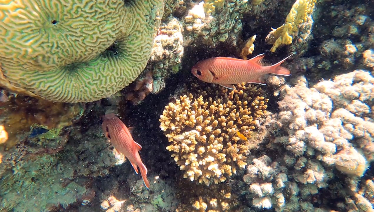 Strand Fort Arabesque Resort, Spa & Villas