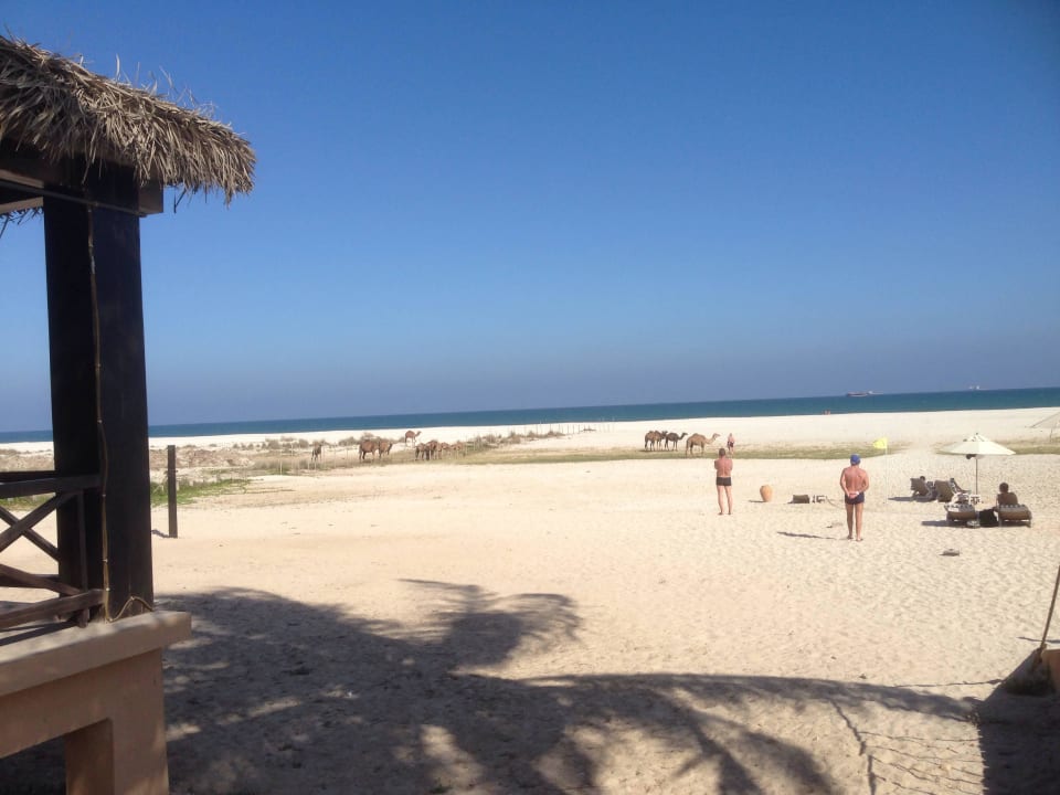 Blick vom Hotel zum Strand, an der Strandbarseite Hilton Salalah  Resort