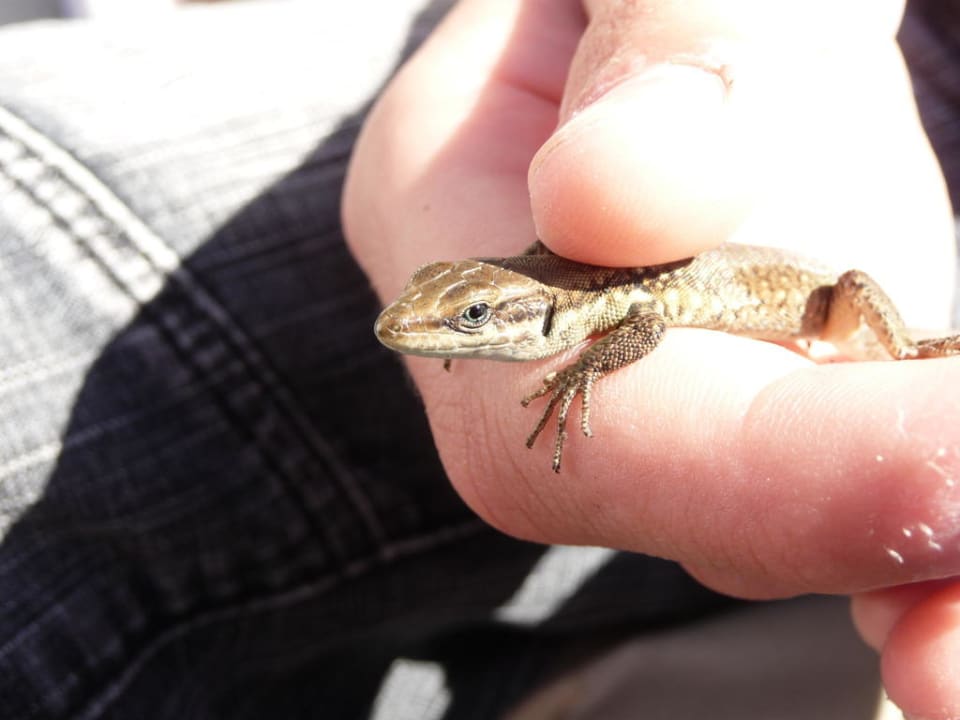 Kleine Echsen im Garten Hotel Defne Garden