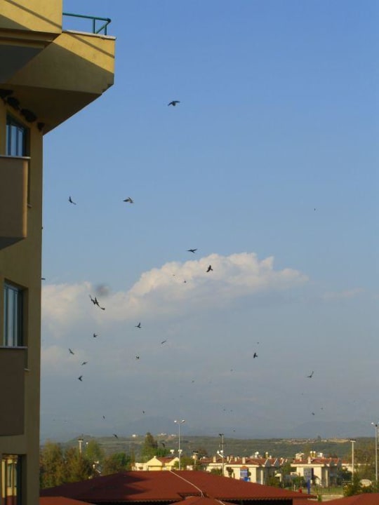 die lästigen Vögel Grand Seker Hotel