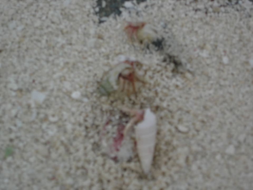 Kleine Krebse Kuramathi Maldives