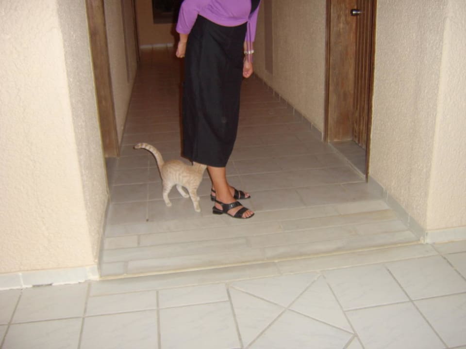 Katzen uns so Porto Bello Beach