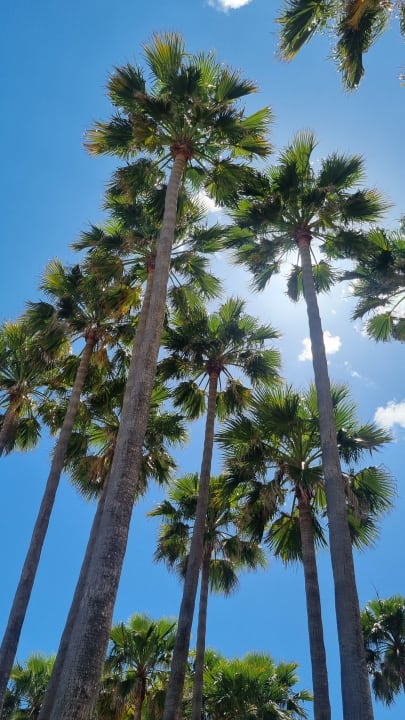 Gartenanlage Protur Palmeras Playa Aparthotel
