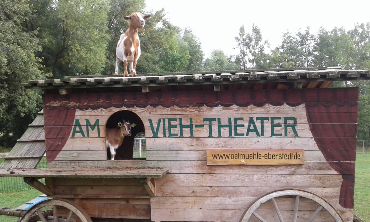Streichelzoo Hotel Historische Mühle