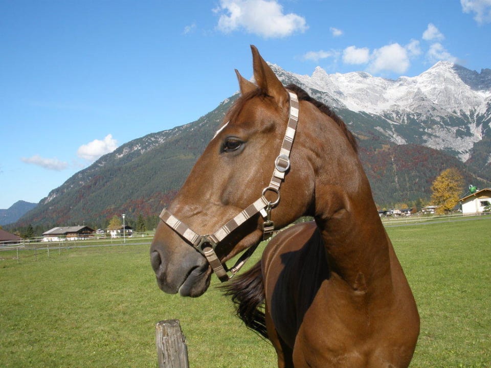 Ramitano Hotel Strasserwirt Reiterhof