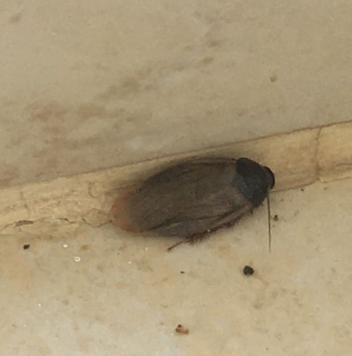 Zimmer Hotel Gorgonia Beach Resort