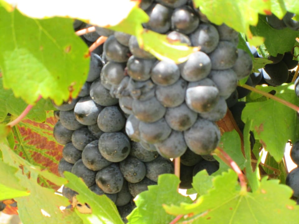 Weinreben L'Avenir Country Lodge
