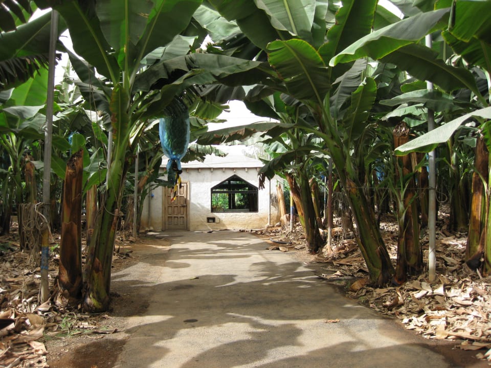 Bananenplantage Richtung Poolhaus Hotel Casas de Las Piedras