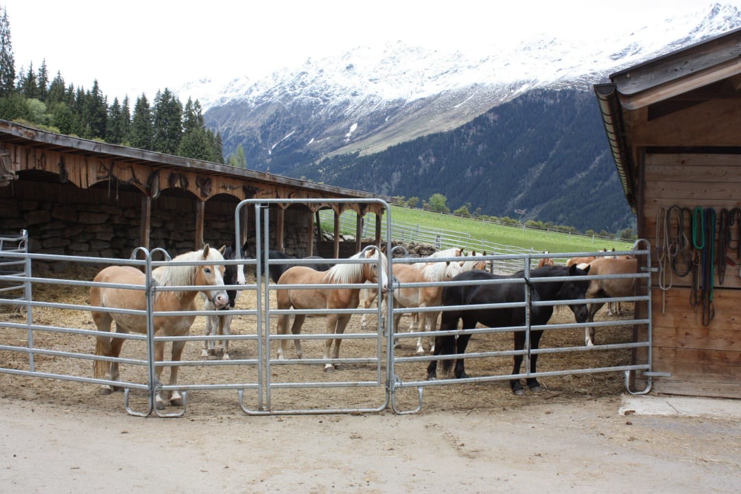 Die Pferdchen des Taljörgele Panorama Resort Taljörgele