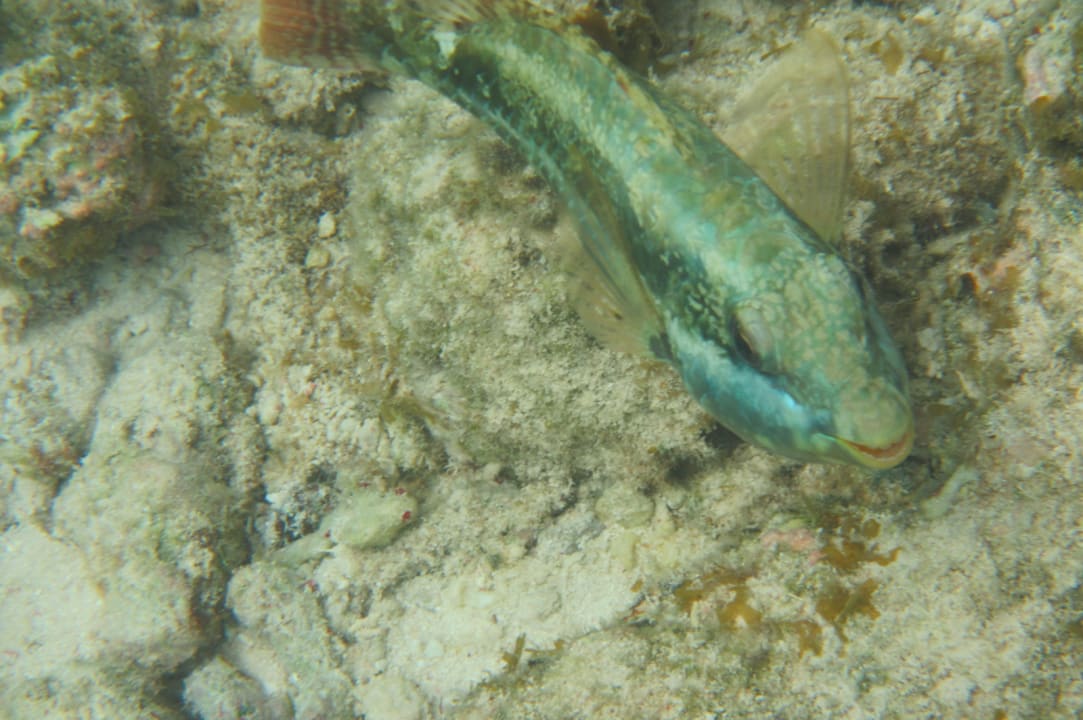 Sport & Freizeit Akumal Bay Beach & Wellness Resort