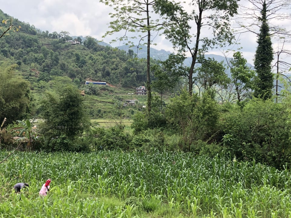 Gartenanlage The Pavilions Himalayas