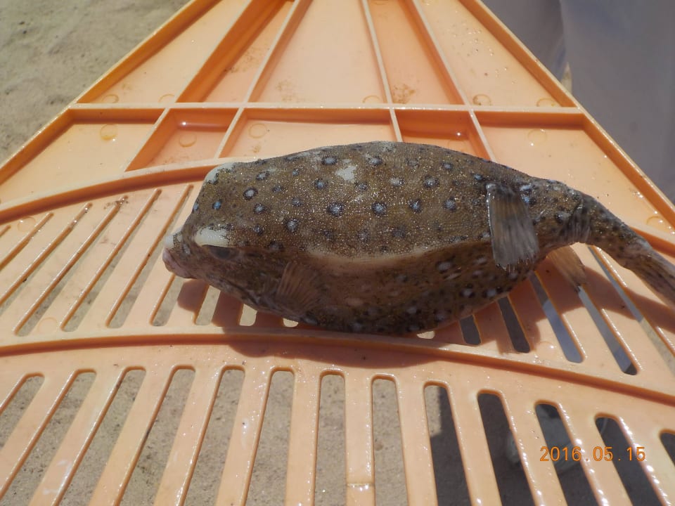 Kugelfisch tot vom Öl The Grand Hotel Hurghada